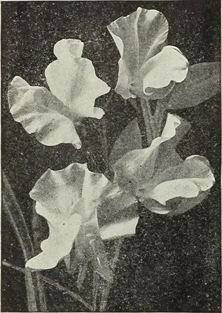 miss katherine lavender flowers with pale ruffled blossoms against a dark background