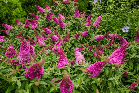 miss molly butterfly bush with vivid magenta flower spikes in a lush green garden