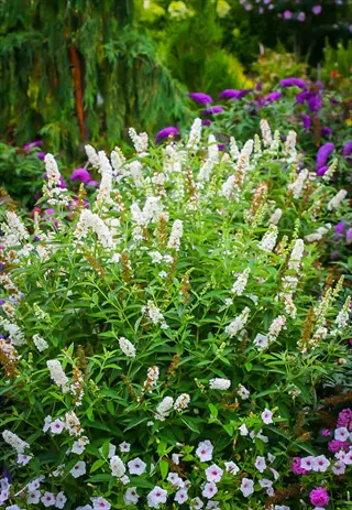 miss pearl butterfly bush with white blooms in a colorful garden border