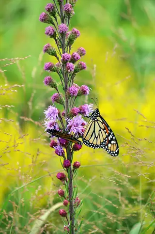 monarch butterfly liatris flowers in a green meadow