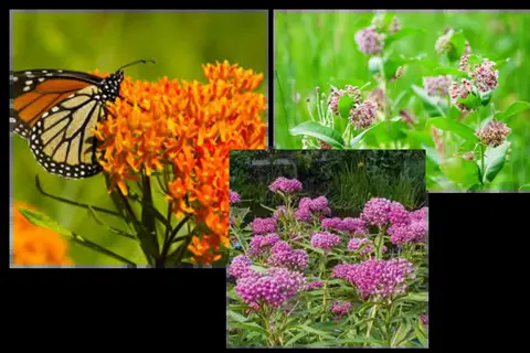 monarch butterfly on butterfly milkweed flowers with pink milkweed blooms nearby