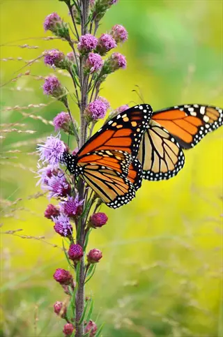 monarch butterfly on purple blooms in a cottage garden liatris border
