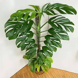 monstera cutting aerial root climbing a moss pole with glossy split leaves in a pot