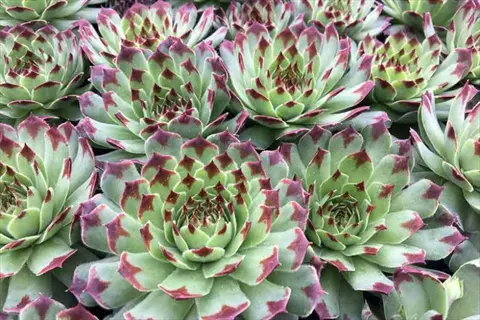 mrs giuseppi sempervivum rosettes with pale green leaves and burgundy tips