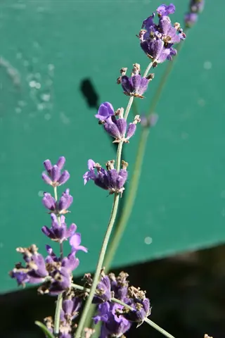 munstead lavender flowers blooming against a soft teal water background