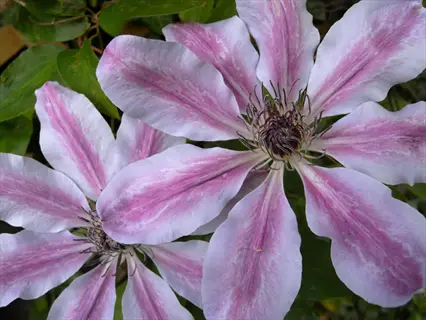 nelly moser pink clematis flowers with pale pink petals and darker pink stripes