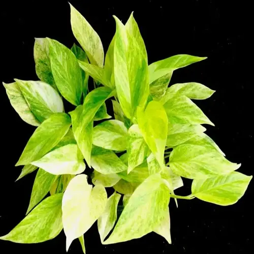 neon pothos plant with bright green variegated leaves on a black background