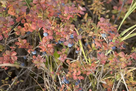 northland blueberry bush with blue berries and red autumn leaves
