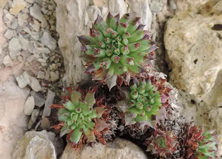 oddity sempervivum tubular rosettes growing among rocks
