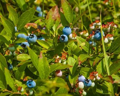 oneal southern highbush blueberry fruit ripening on leafy bush