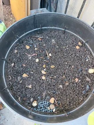 open worm composting bin with dark compost and food scraps
