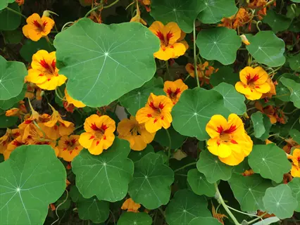 orange and yellow nasturtium flowers garden with round green leaves