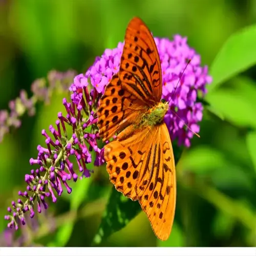 orange butterfly feeding on purple butterfly bush blooming in a green garden
