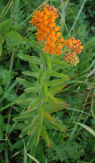 orange butterfly weed bloom with clusters of small flowers and green leaves