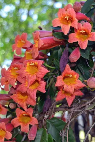 orange crossvine flowers blooming on a leafy vine
