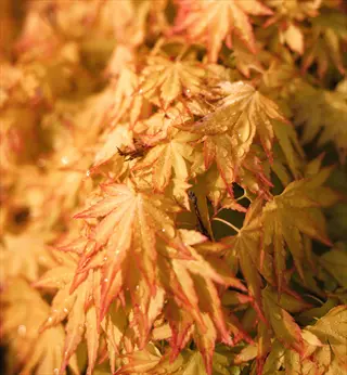 orange dream japanese maple leaves with raindrops in warm light