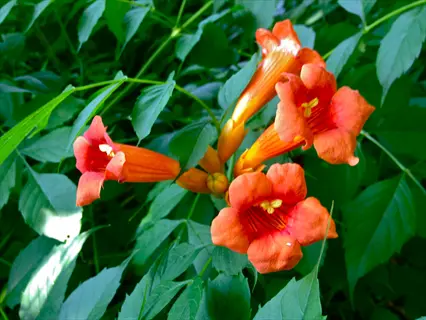 orange trumpet creeper flowers blooming among green leaves