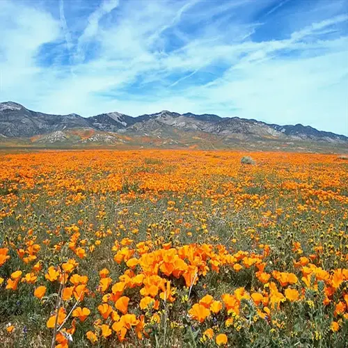 orange wildflower meadow bloom across a valley with distant mountains and blue sky