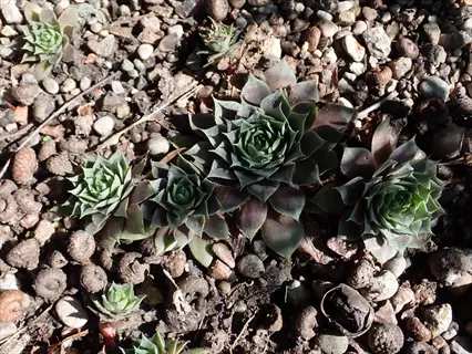 pacific blue ice sempervivum rosettes growing among small pebbles in sunlight