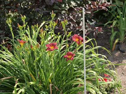 pardon me daylily with deep red blooms and green foliage in a sunny garden bed