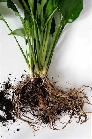 peace lily division roots with green leaves and exposed root ball on a white surface