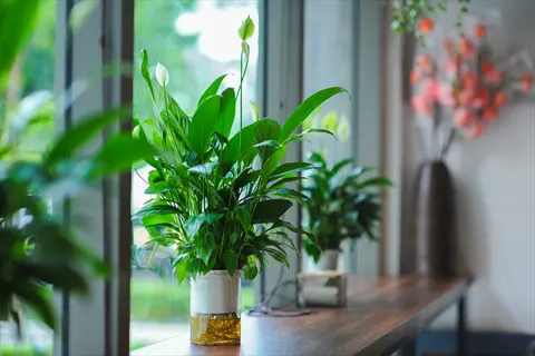 peace lily window light illuminates a potted plant on a wooden windowsill