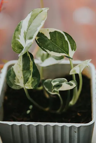 pearls jade pothos plant with variegated green and white leaves in a white pot