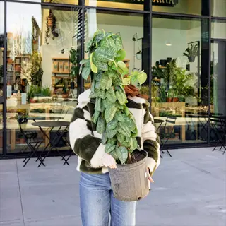 person holding a potted scindapsus pictus argyraeus outside a plant shop
