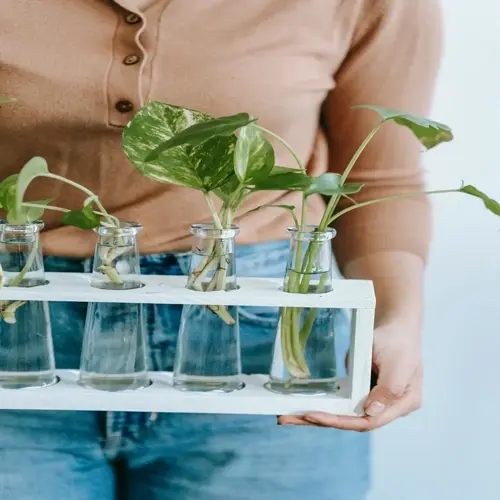 person holding plant cuttings water jar propagation tubes in a white wooden rack