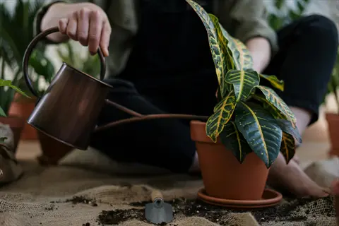 person watering houseplant pot indoors with a metal watering can