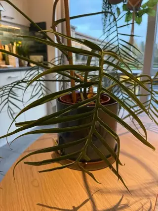 philodendron cutting node in pot with long divided green leaves on wooden table