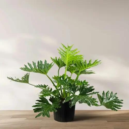 philodendron selloum plant in a black pot on a wooden floor