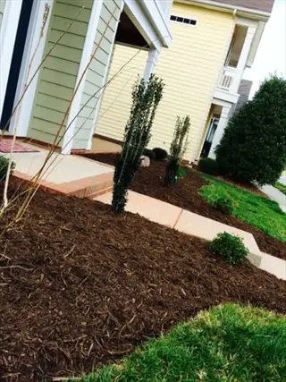 pine needles mulch garden along a house walkway with shrubs and grass