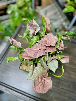 pink allusion syngonium plant with pink arrowhead leaves and green variegated foliage in a pot
