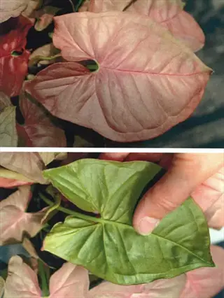 pink and green neon robusta syngonium leaves with a hand holding one leaf