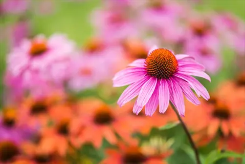 pink and orange purple coneflower flowers in a soft-focus garden