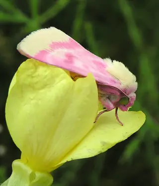 pink and yellow schinia sanguinea moth resting on a yellow flower