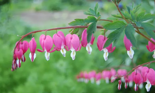 pink bleeding heart flowers hanging from green stems in a soft garden setting