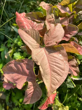 pink confetti syngonium leaves growing outdoors in sunlight