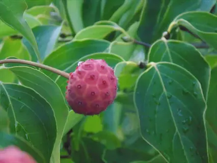 pink fruit on a milky way kousa dogwood among green leaves