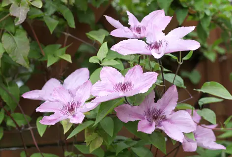 pink hagley hybrid clematis flowers blooming among green leaves
