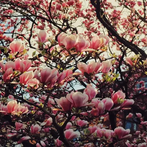 pink magnolia tree blooming with sunlit flowers among dark branches