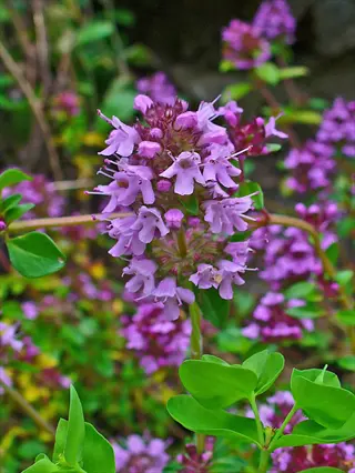 pink-purple creeping thyme flowers blooming among bright green leaves