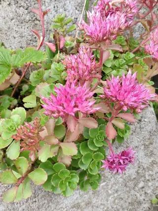 pink sedum stonecrop succulent flowers with green rosette leaves growing between rocks