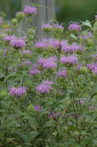 pink wild bergamot prairie flowers blooming among green foliage