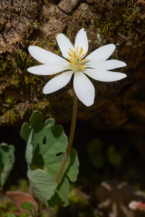 Bloodroot