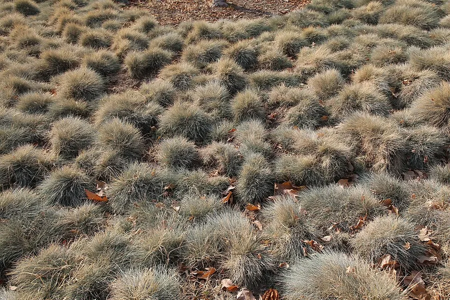 Blue Fescue