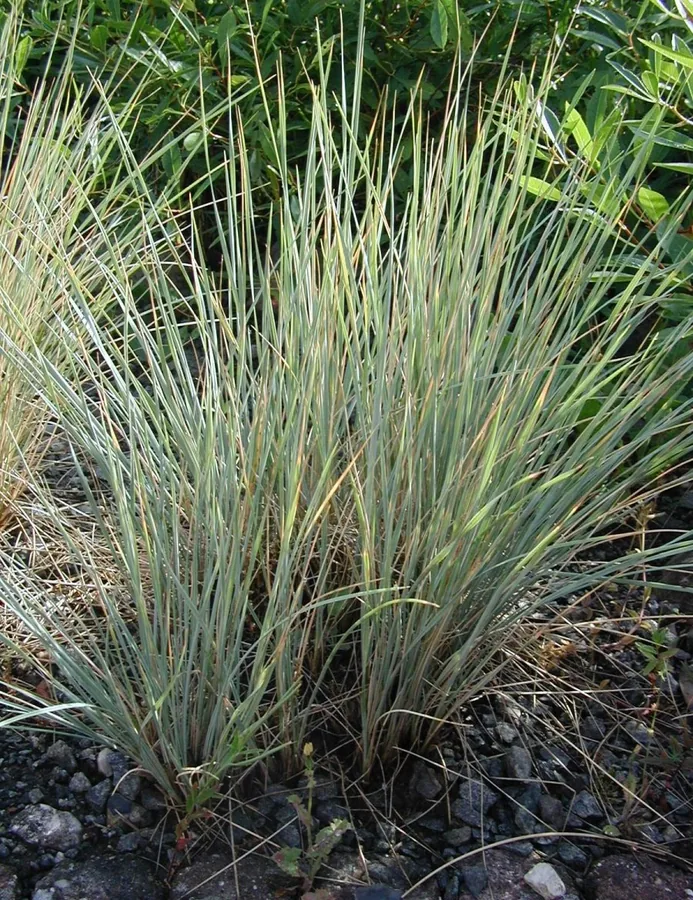Blue Oat Grass
