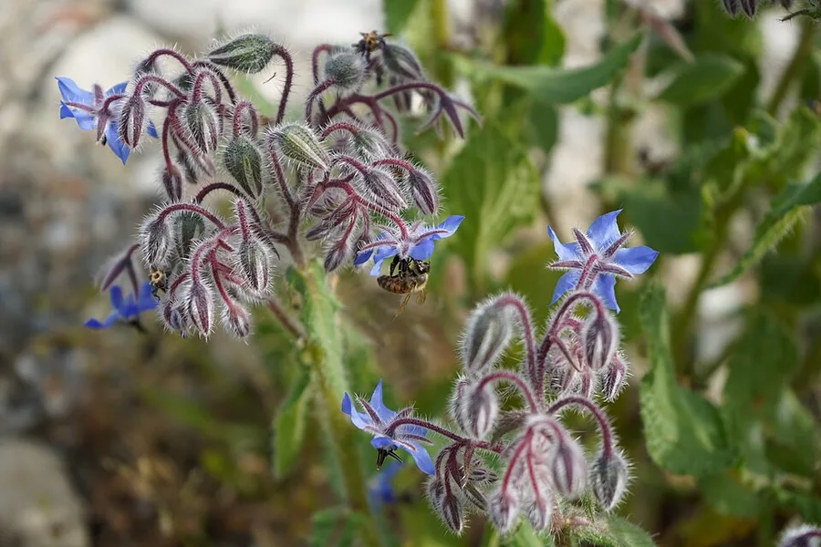 Borage