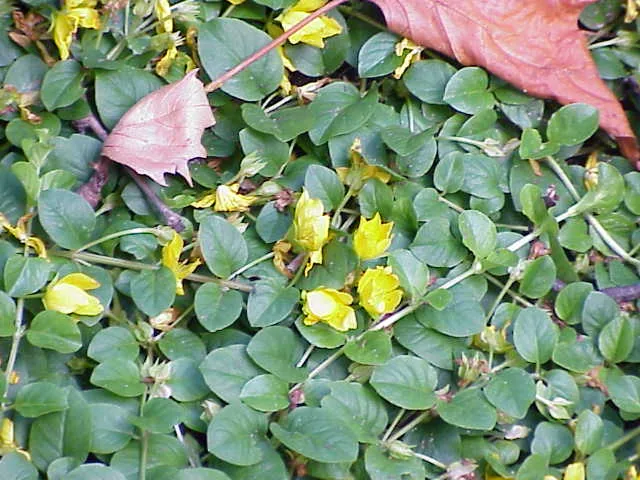 Creeping Jenny